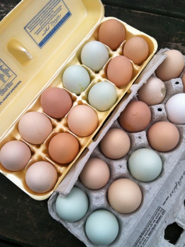 egg walk