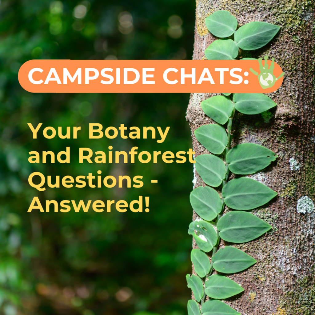 botany-rainforest